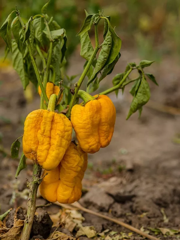 Фузаріоз